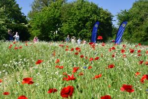 Wildflower Meadow